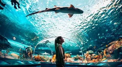 Girl looking at shark at the aquarium Title: Ripley's Aquarium