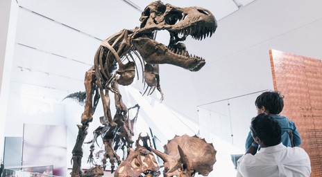 A father and his son looking at a T-Rex skeleton at ROM